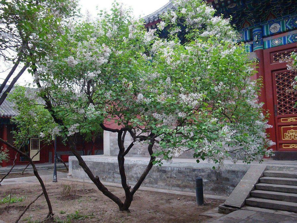 法源寺
